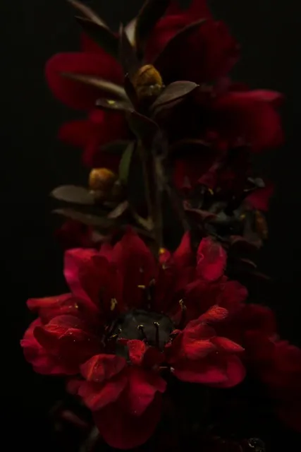 Free Flower Mobile Wallpaper 4K photo and picture