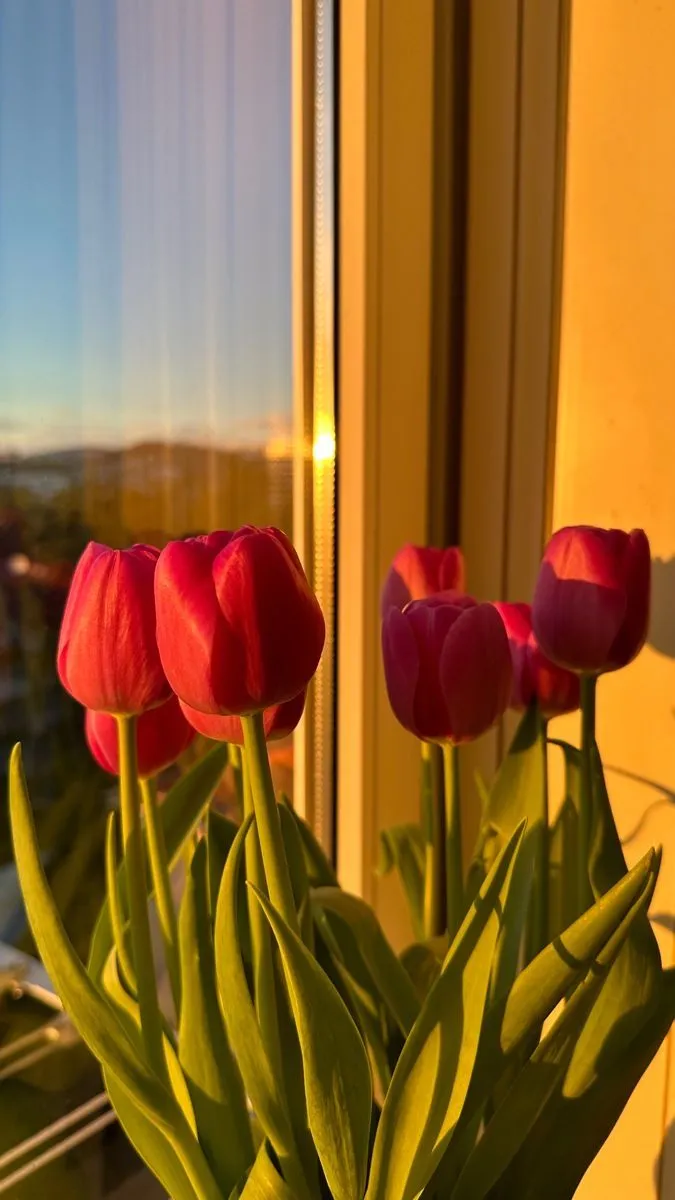 three red tulips in a vase on a window sill with the sun shining through