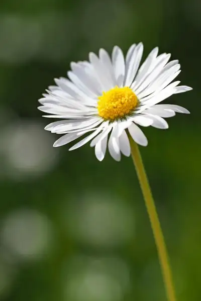 Free Daisy Spring photo and picture