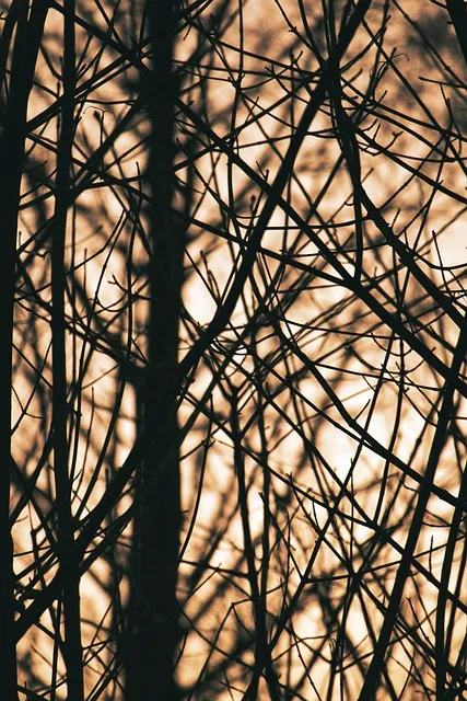 Free Trees Mobile Wallpaper photo and picture