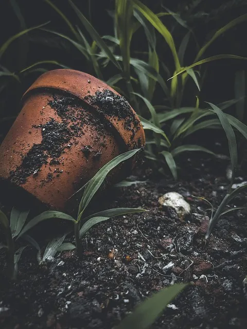 Free Garden Ground photo and picture