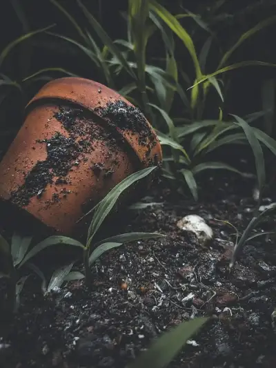 Free Garden Ground photo and picture