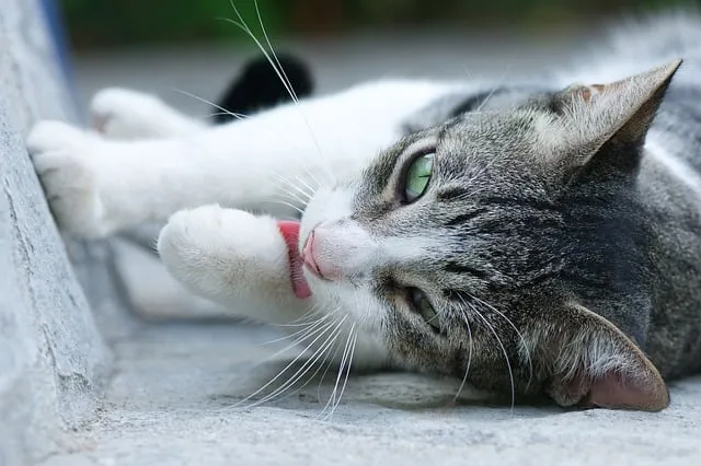 Free Cat Pet photo and picture