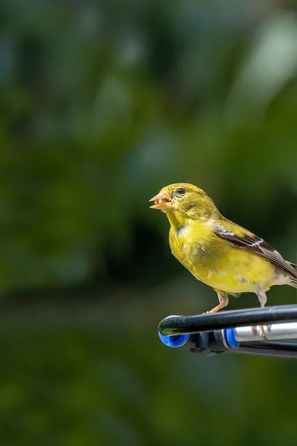 Free Bird Phone Wallpaper photo and picture