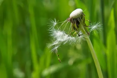 Free Dandelion Flower photo and picture