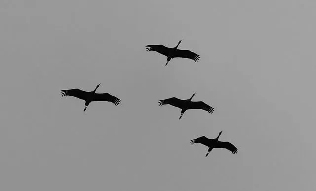 Free Cranes Birds photo and picture