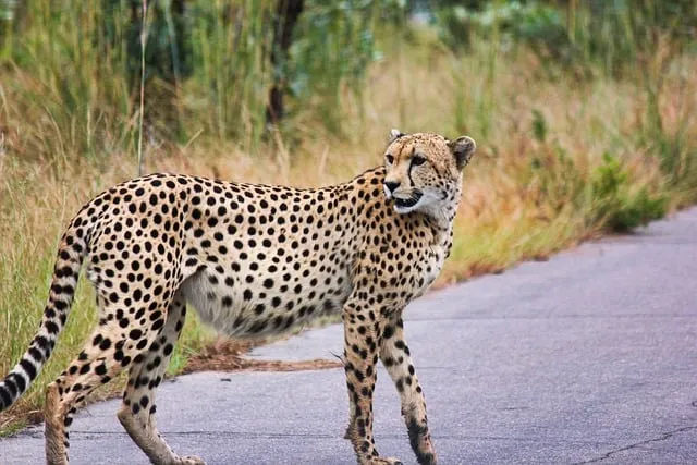 Free Cheetah Wildlife photo and picture