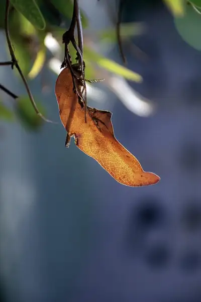 Free Just Autumn Leaves photo and picture