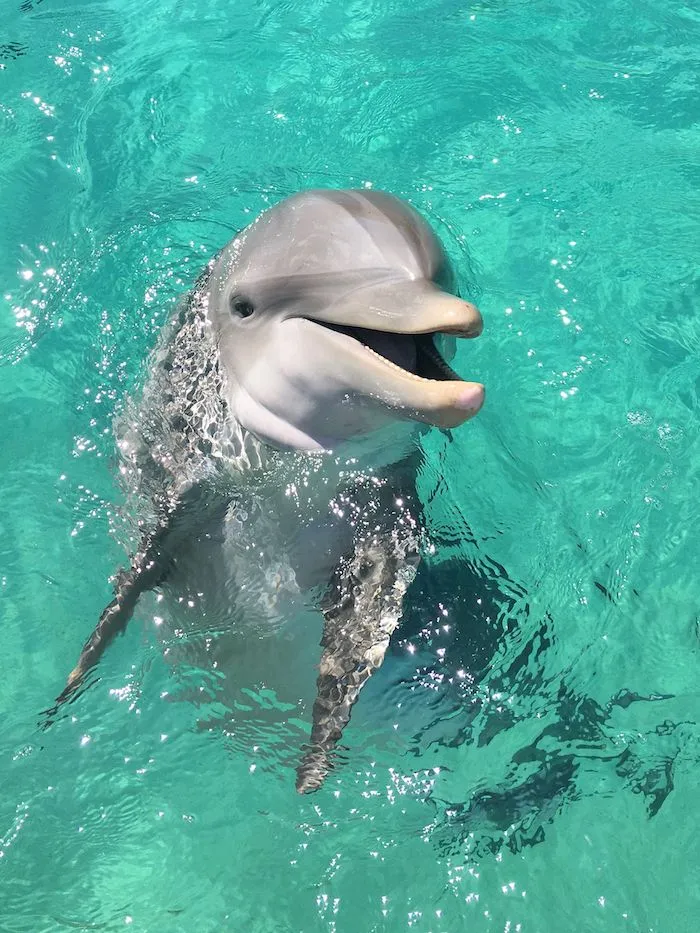 a dolphin swimming in the water with its mouth open