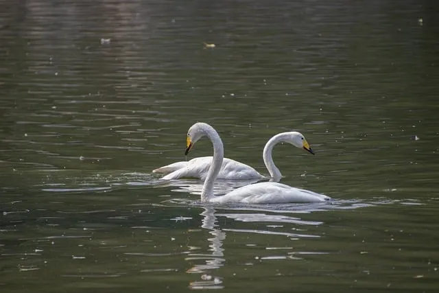 Free White Swans Swans photo and picture