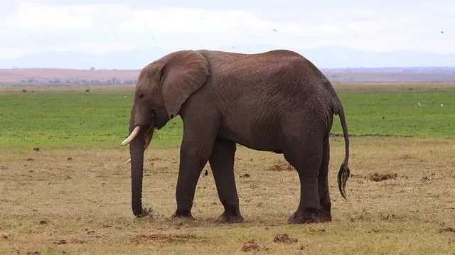 Free Elephant Africa photo and picture