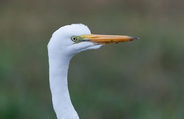 Free Egret Wildlife photo and picture