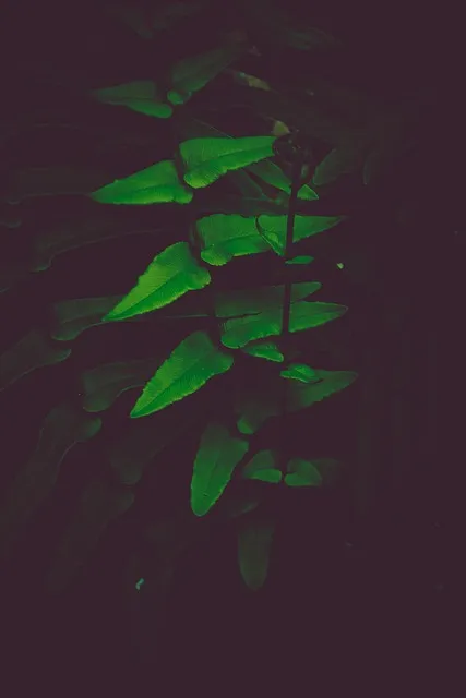 Free Plant Green photo and picture