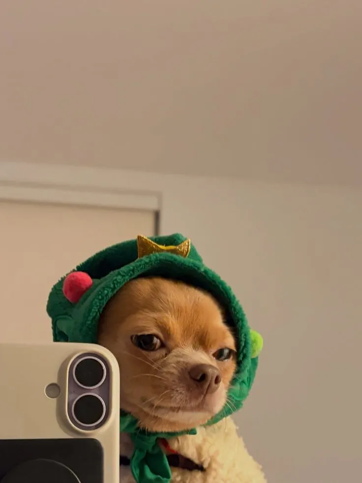 a small dog wearing a green hat and holding a camera in front of its face