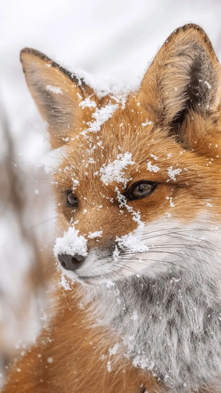 7 милых зимних обоев на смартфон для любителей животных от журнала «Фома» - Православный журнал «Фома»