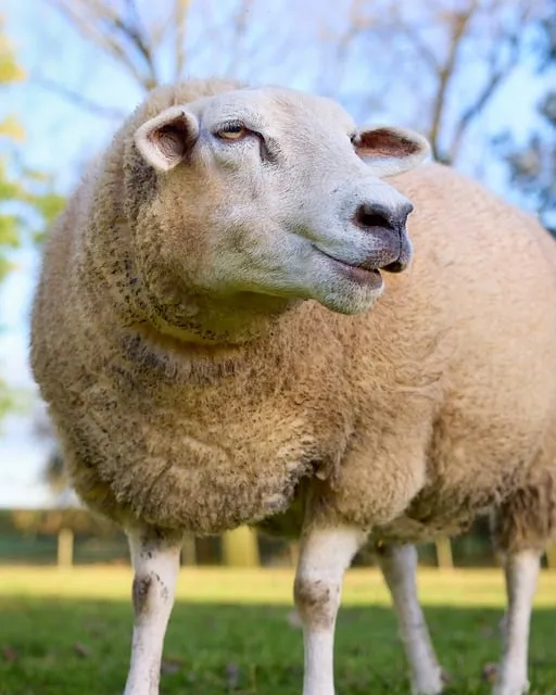 Free Sheep Animal photo and picture