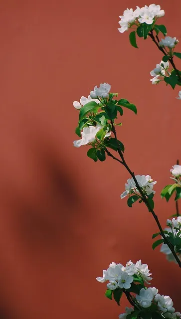 Free Wall Flower Background photo and picture