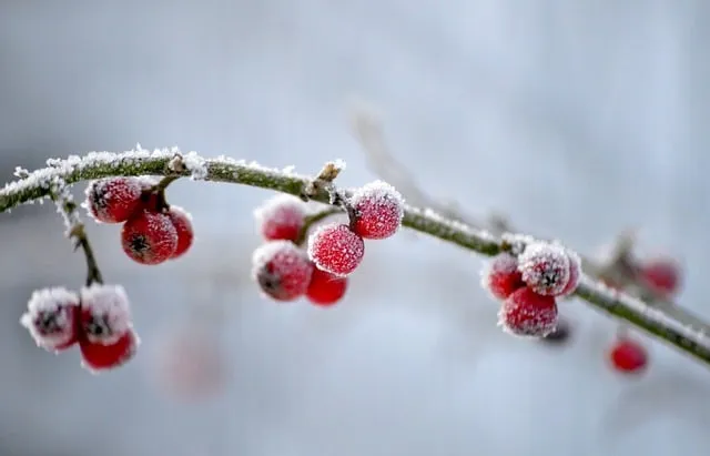 Free Shrub Red Berries photo and picture