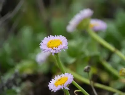 Free Seaside Daisy Wildflower photo and picture