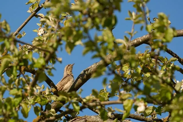 Free Reversible Neck Nature photo and picture