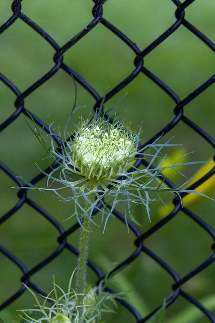 Free Flower Floral Background photo and picture