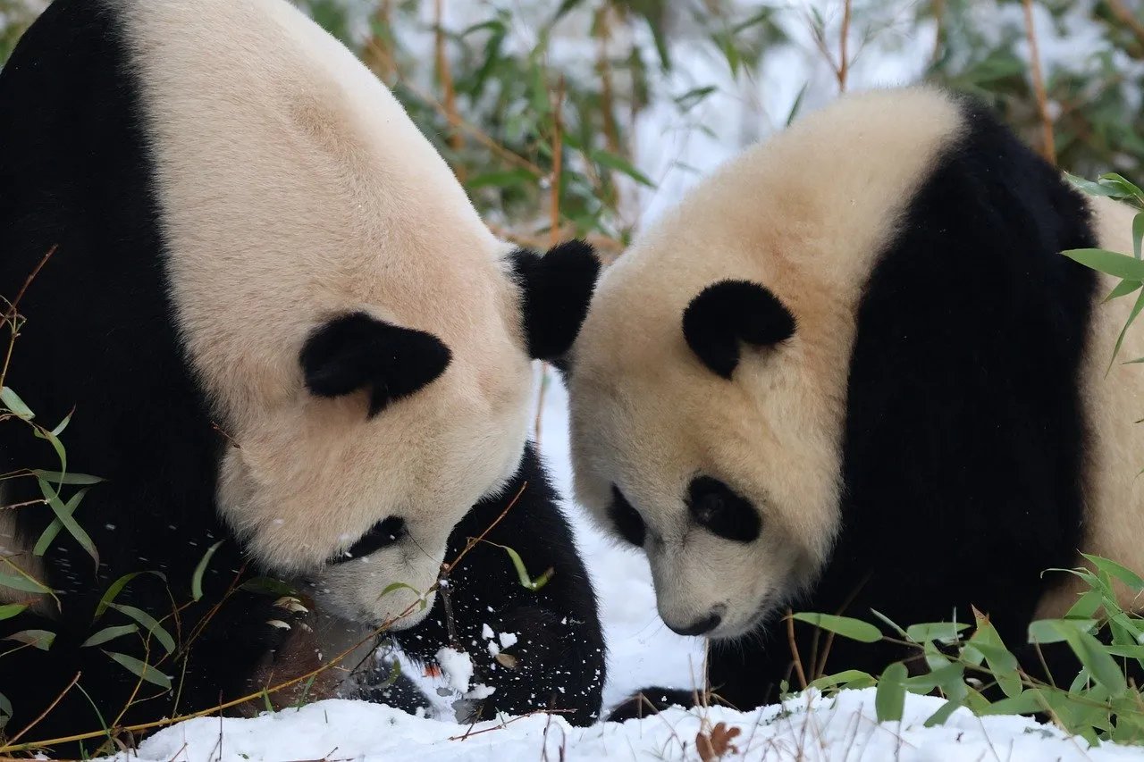 Free Panda Snow photo and picture