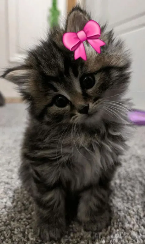 a small kitten with a pink bow on it's head sitting on the floor