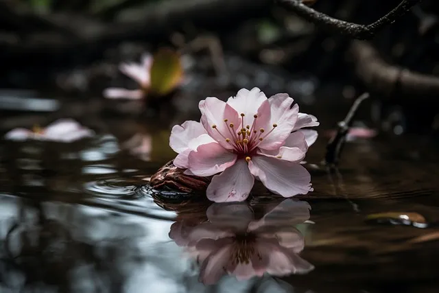 Free Flower Cherry Blossom photo and picture