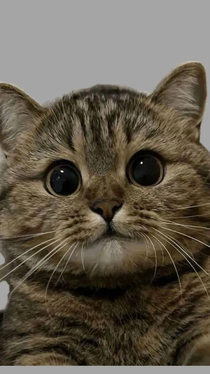 a close up of a cat looking at the camera