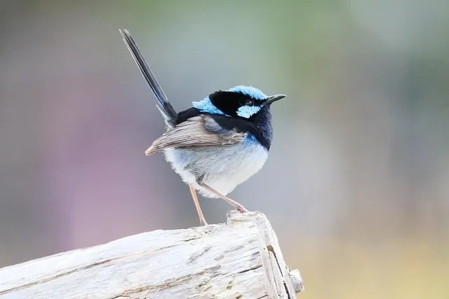 Free Wren Bird photo and picture