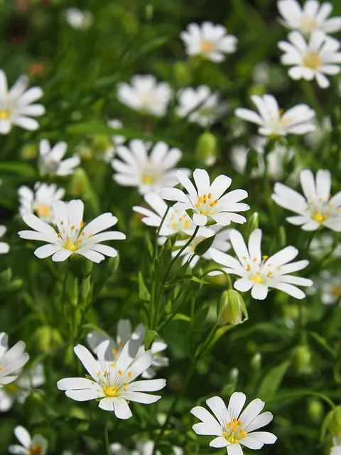 Free Mobile Wallpaper Flower Background photo and picture