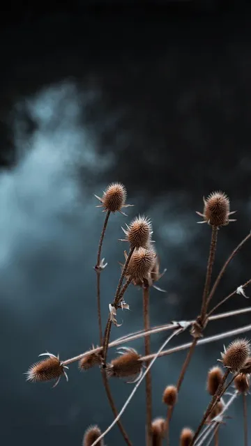 Free Thistle Fall photo and picture