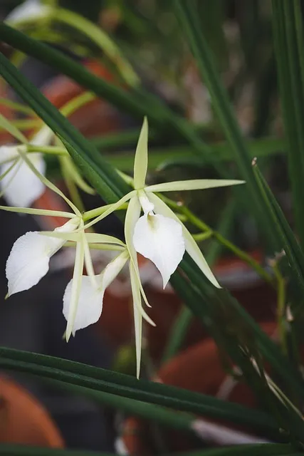 Free Natural Pure photo and picture