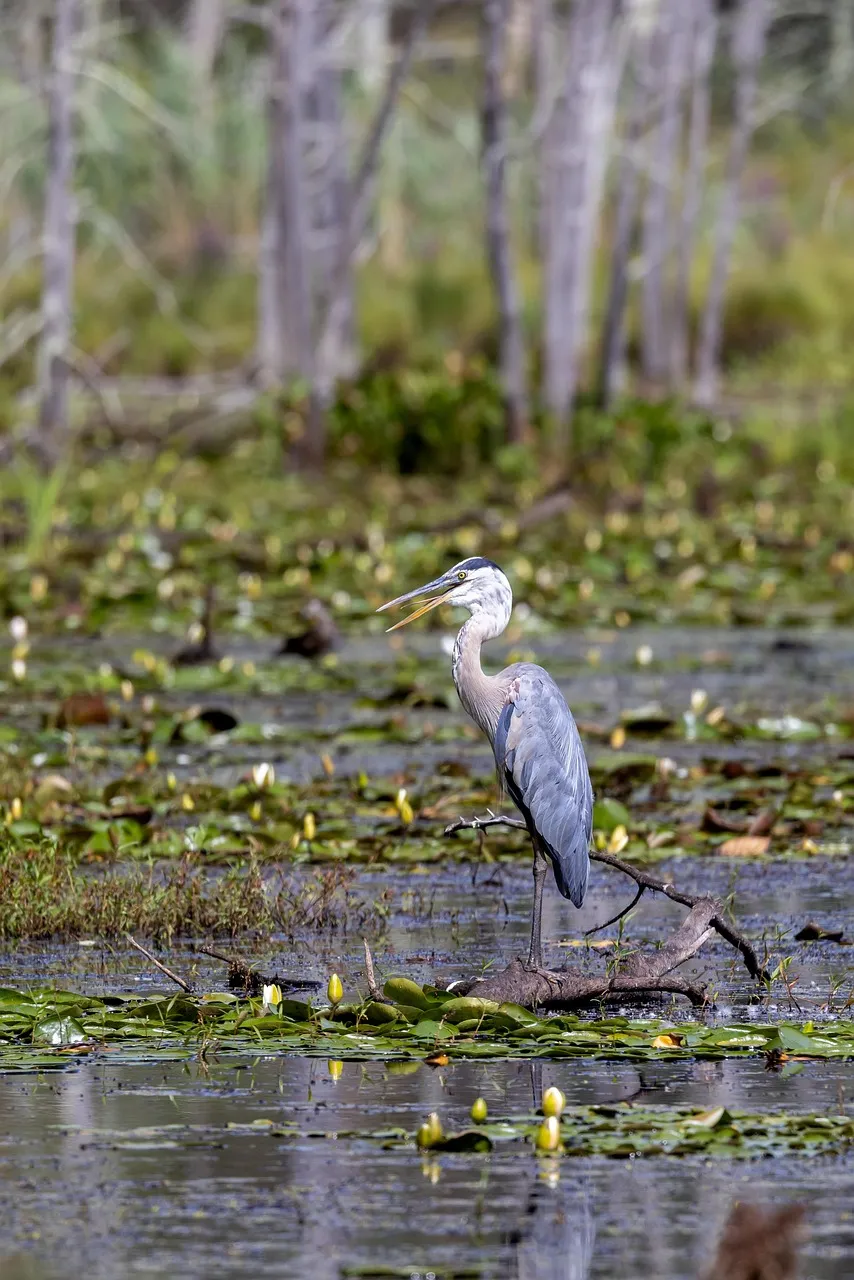 Free Bird Blue Heron photo and picture
