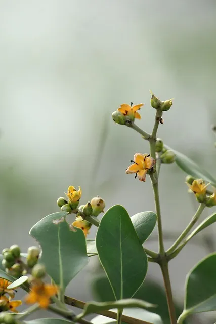 Free Kerala Flower Wallpaper photo and picture