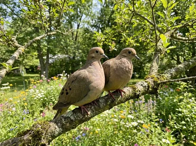 Free Doves Brown photo and picture