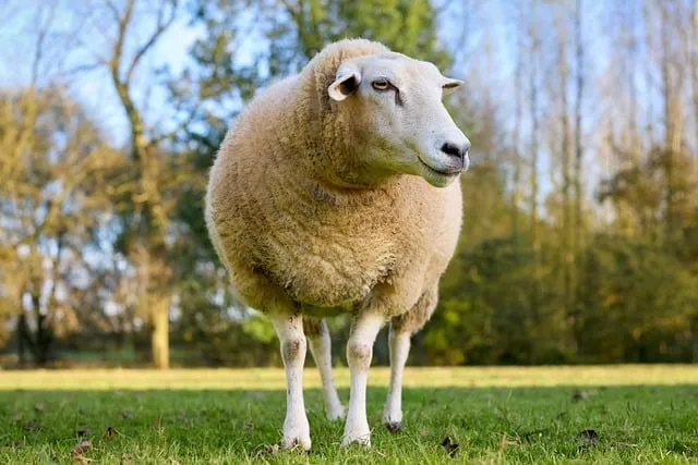 Free Sheep Animal photo and picture