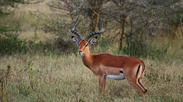 Free Antelope Nature photo and picture