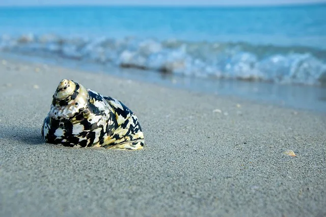 Free Shell Wallpaper Hd photo and picture