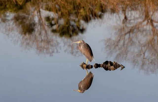 Free Heron Bird photo and picture