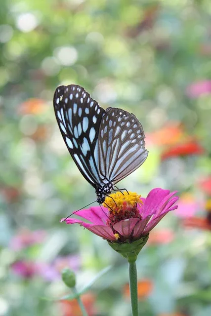 Free Butterfly Beautiful Wallpaper photo and picture