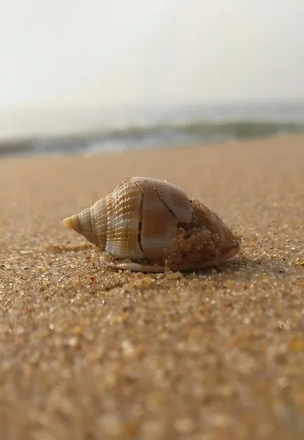 Free Seashell Sand photo and picture