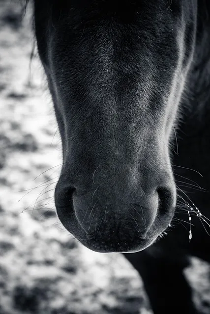 Free Horse Mobile Wallpaper photo and picture