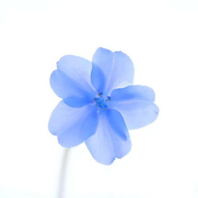 Free Flower Blue photo and picture