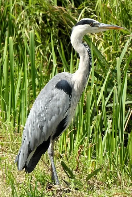 Free Heron Bird photo and picture