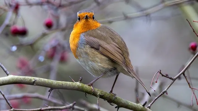 Free Bird Robin photo and picture