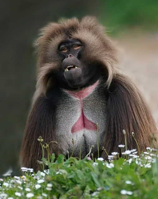 Free Monkey Grey photo and picture