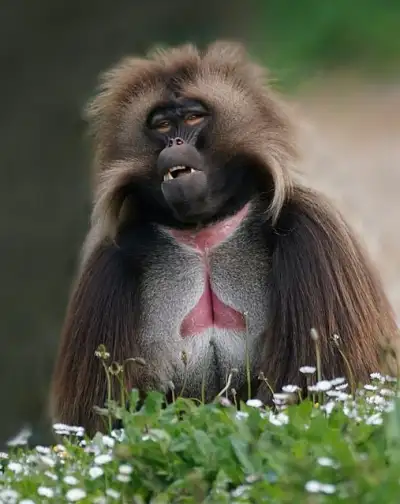 Free Monkey Grey photo and picture