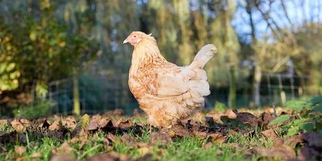 Free Chicken Them photo and picture