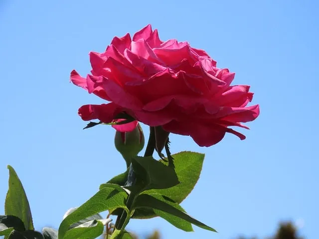 Free Rose Flower photo and picture
